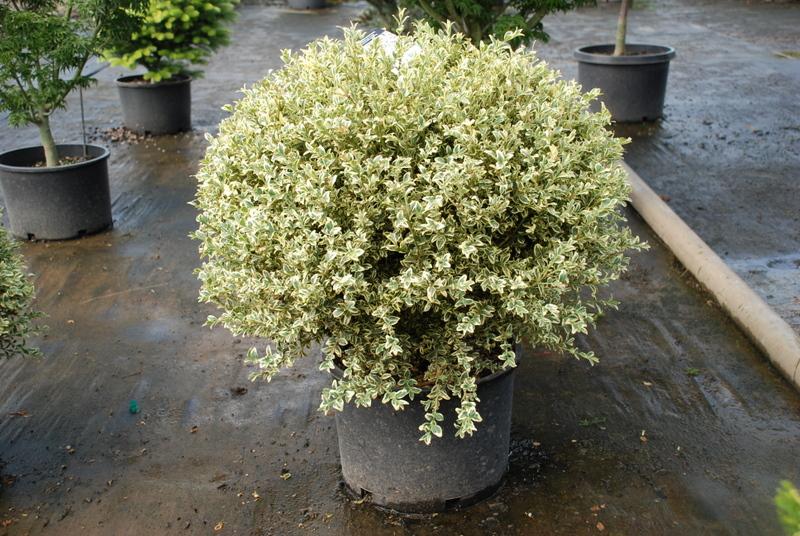 Buxus Sempervirens 'aureo Variegata' - View 14 from www redcrocus com