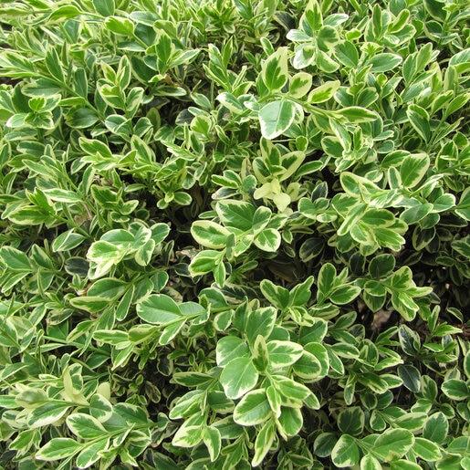 Buxus Sempervirens 'aureo Variegata' - View 15 from www redcrocus com