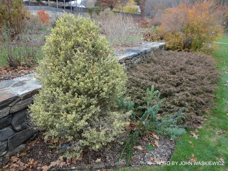 Buxus Sempervirens 'aureo Variegata' - View 17 from www redcrocus com