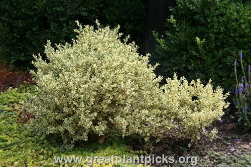 Buxus Sempervirens 'aureo Variegata' - View 18 from www redcrocus com