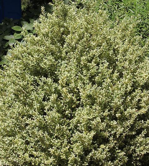 Buxus Sempervirens 'aureo Variegata' - View 22 from www redcrocus com