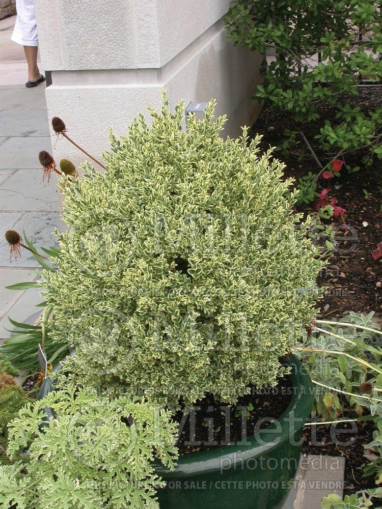 Buxus Sempervirens 'aureo Variegata' - View 23 from www redcrocus com