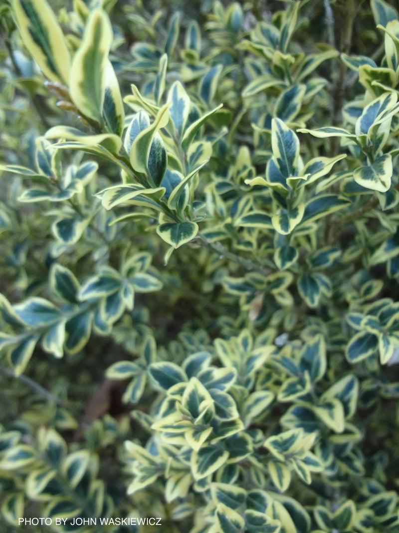 Buxus Sempervirens 'aureo Variegata' - View 24 from www redcrocus com
