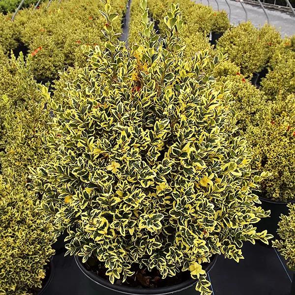 Buxus Sempervirens 'aureo Variegata' - View 25 from www redcrocus com
