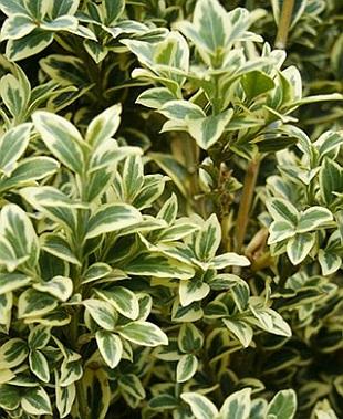 Buxus Sempervirens 'aureo Variegata' - View 27 from www redcrocus com