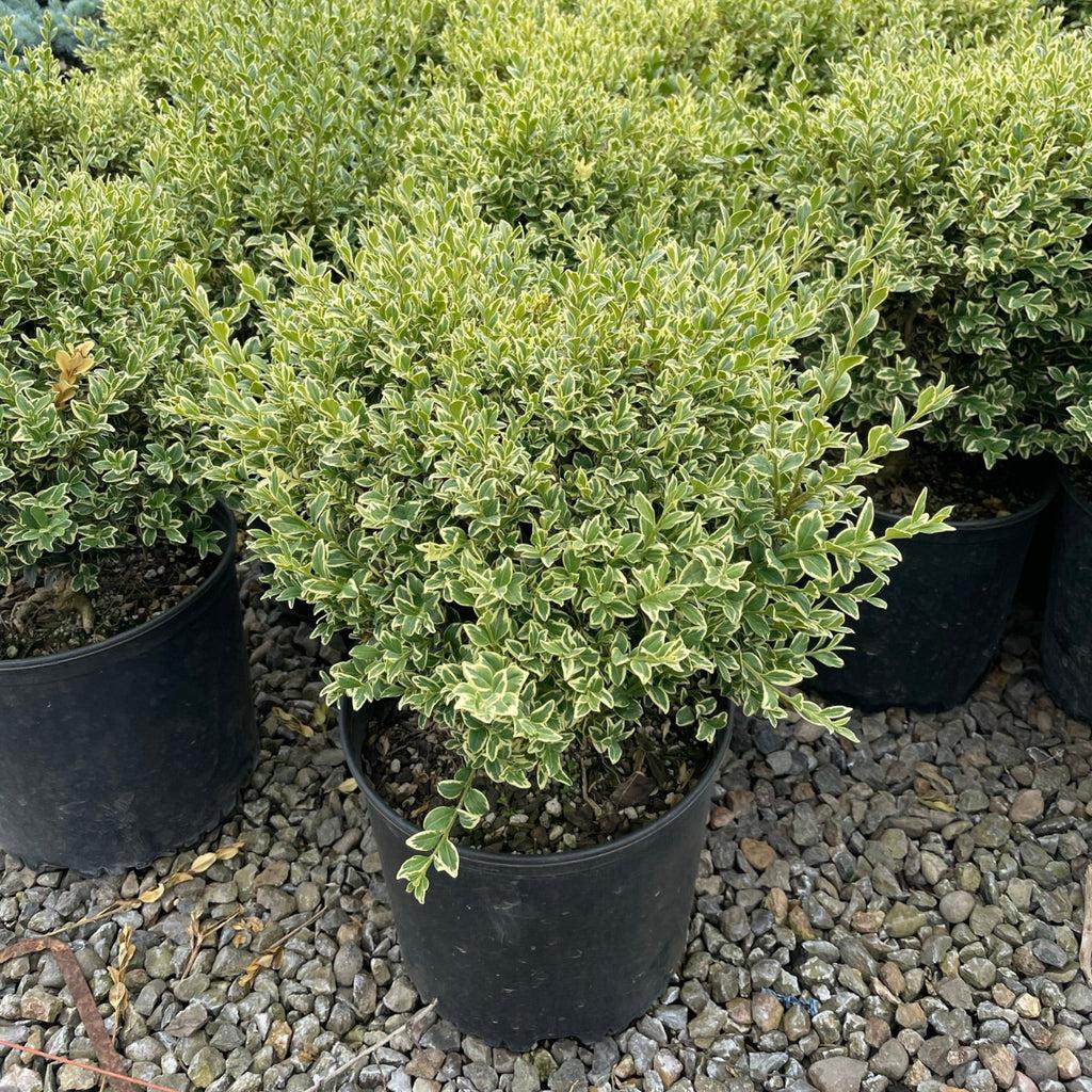 Buxus Sempervirens 'aureo Variegata' - View 31 from www redcrocus com