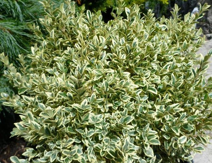 Buxus Sempervirens 'aureo Variegata' - View 33 from www redcrocus com