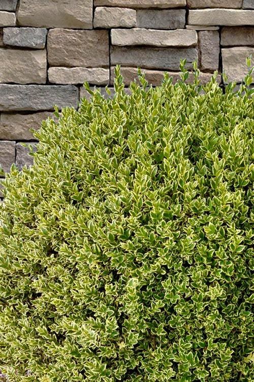 Buxus Sempervirens 'aureo Variegata' - View 35 from www redcrocus com