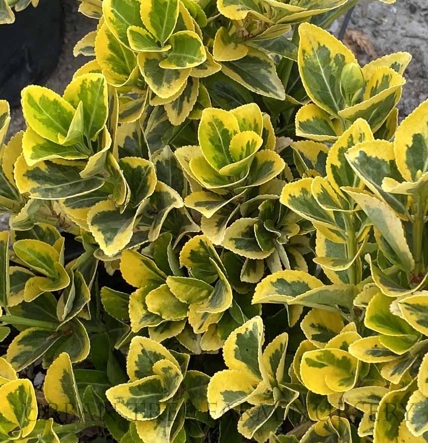 Buxus Sempervirens 'aureo Variegata' - View 37 from www redcrocus com