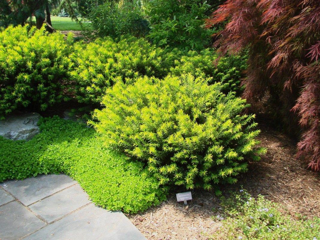Cephalotaxus Harringtonia 'duke Gardens' - View 12 from www redcrocus com