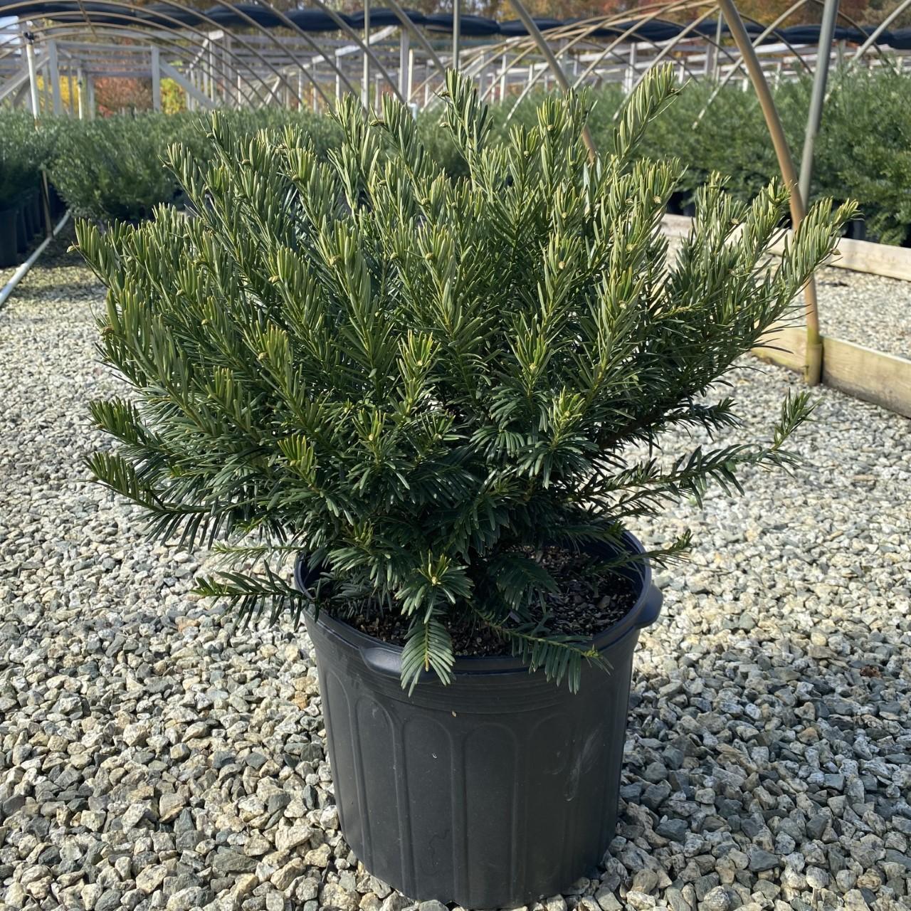 Cephalotaxus Harringtonia 'duke Gardens' - View 13 from www redcrocus com