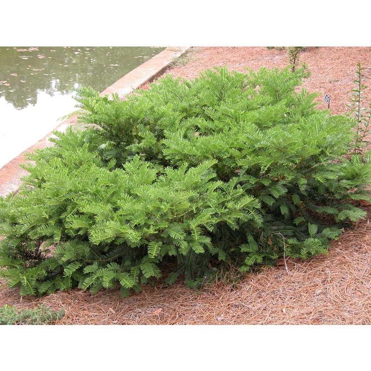 Cephalotaxus Harringtonia 'duke Gardens' - View 18 from www redcrocus com
