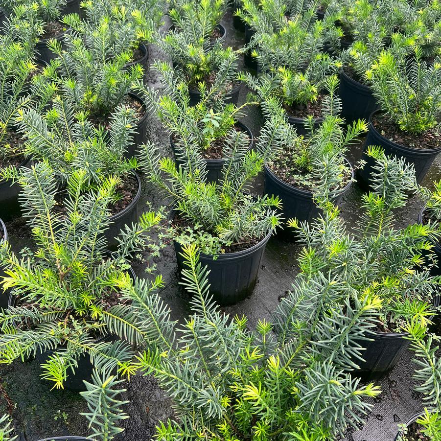 Cephalotaxus Harringtonia 'duke Gardens' - View 19 from www redcrocus com