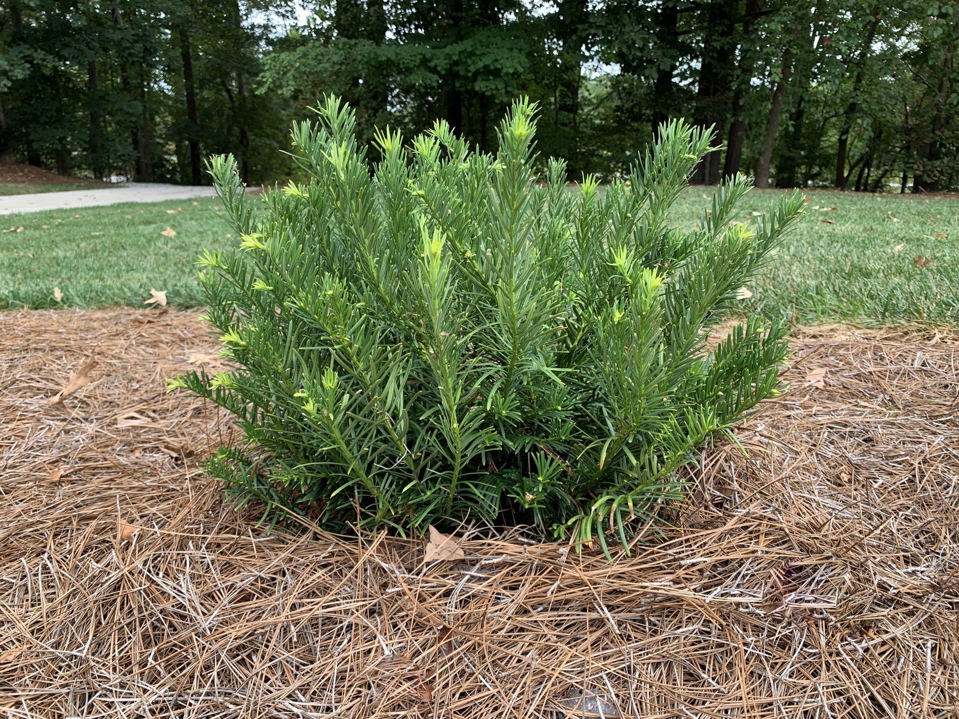 Cephalotaxus Harringtonia 'duke Gardens' - View 8 from www redcrocus com
