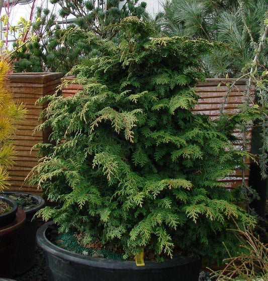 Chamaecyparis Obtusa Kosteri Fast Form - View 1 from www redcrocus com