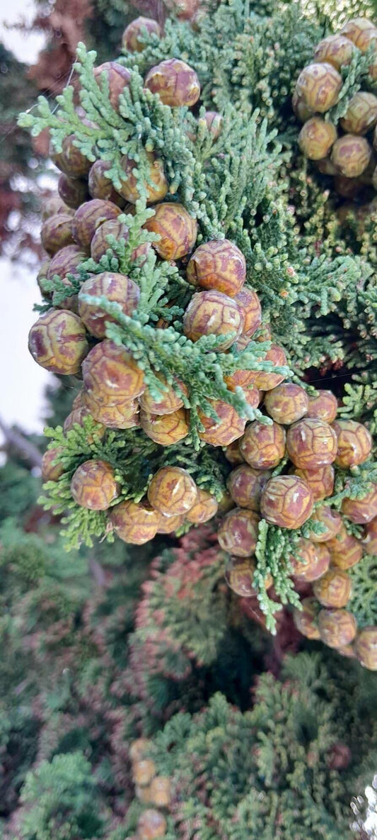 Chamaecyparis Obtusa 'magnifica' - View 10 from www redcrocus com