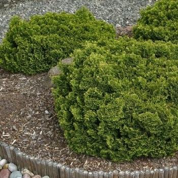 Chamaecyparis Obtusa 'magnifica' - View 11 from www redcrocus com