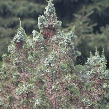 Chamaecyparis Obtusa 'magnifica' - View 12 from www redcrocus com