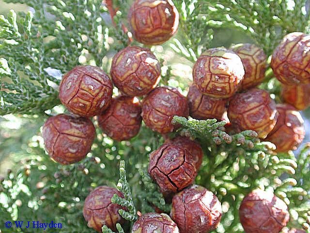 Chamaecyparis Obtusa 'magnifica' - View 13 from www redcrocus com