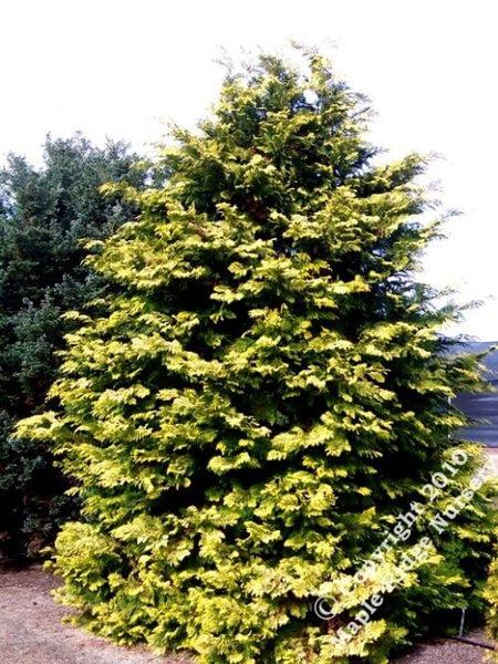 Chamaecyparis Obtusa 'magnifica' - View 14 from www redcrocus com