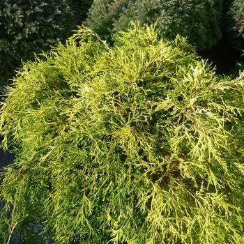 Chamaecyparis Obtusa 'magnifica' - View 15 from www redcrocus com