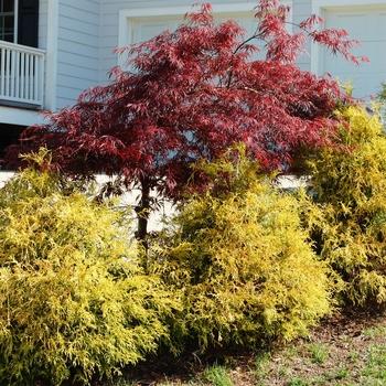 Chamaecyparis Obtusa 'magnifica' - View 16 from www redcrocus com