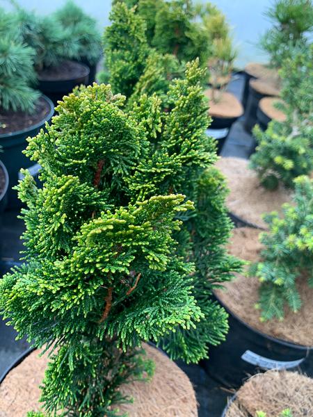 Chamaecyparis Obtusa 'magnifica' - View 18 from www redcrocus com