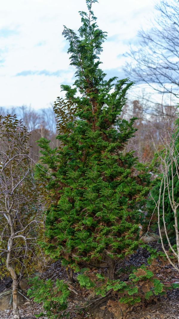 Chamaecyparis Obtusa 'magnifica' - View 19 from www redcrocus com