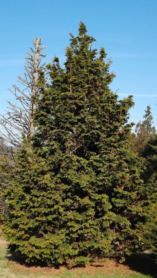 Chamaecyparis Obtusa 'magnifica' - View 1 from www redcrocus com
