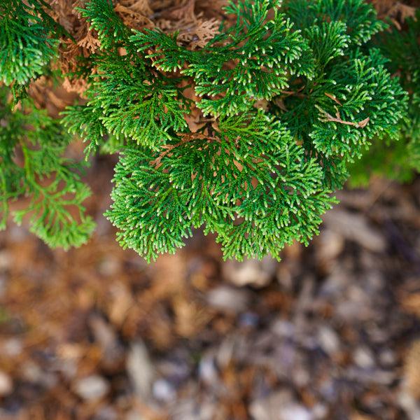 Chamaecyparis Obtusa 'magnifica' - View 20 from www redcrocus com