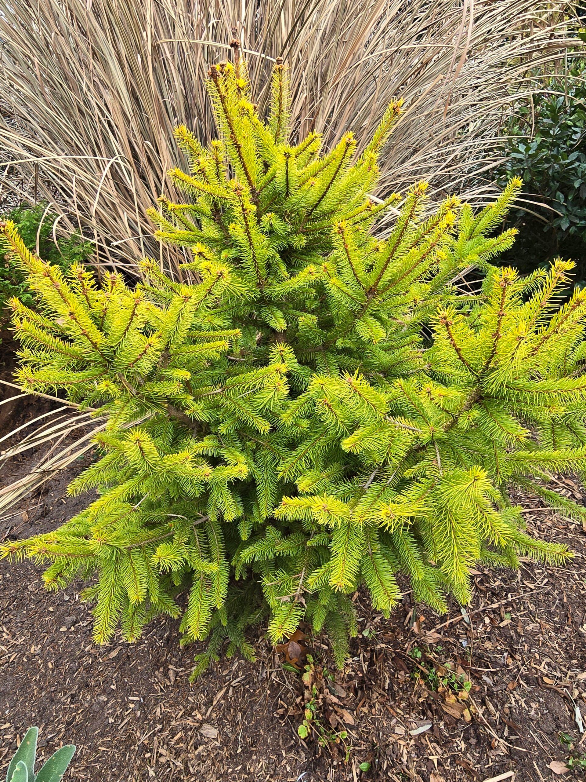 Chamaecyparis Obtusa 'magnifica' - View 22 from www redcrocus com
