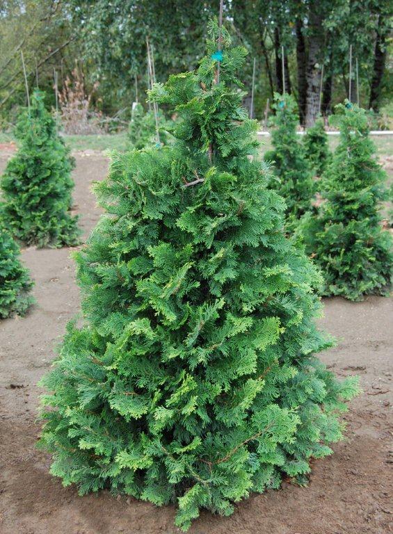 Chamaecyparis Obtusa 'magnifica' - View 25 from www redcrocus com