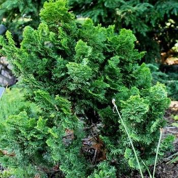 Chamaecyparis Obtusa 'magnifica' - View 27 from www redcrocus com