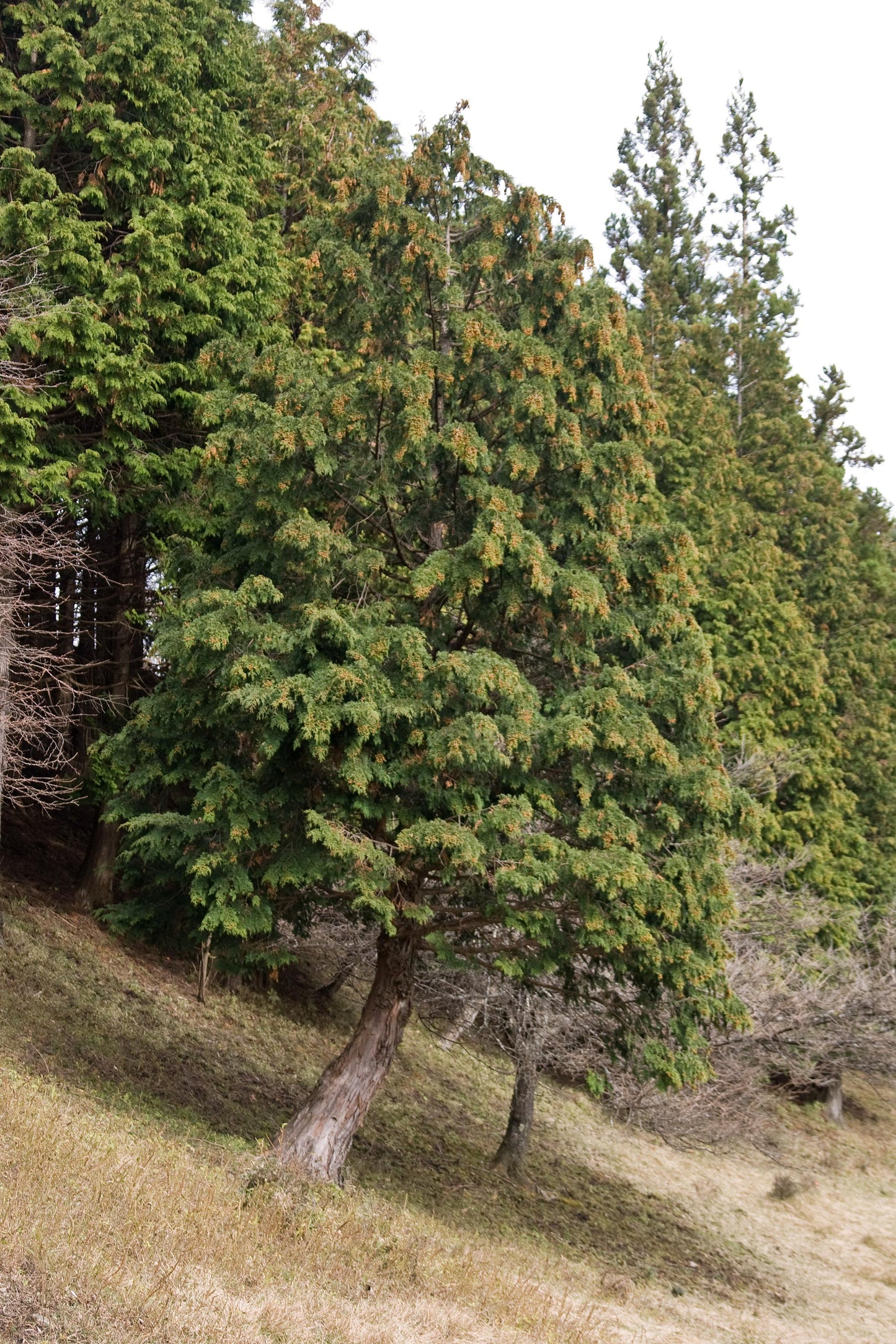 Chamaecyparis Obtusa 'magnifica' - View 28 from www redcrocus com