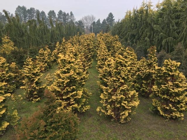 Chamaecyparis Obtusa 'magnifica' - View 29 from www redcrocus com