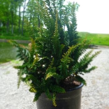 Chamaecyparis Obtusa 'magnifica' - View 30 from www redcrocus com