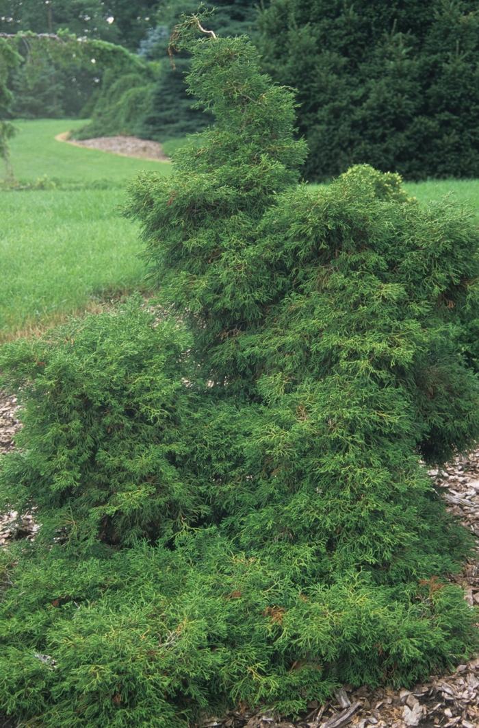 Chamaecyparis Obtusa 'magnifica' - View 31 from www redcrocus com