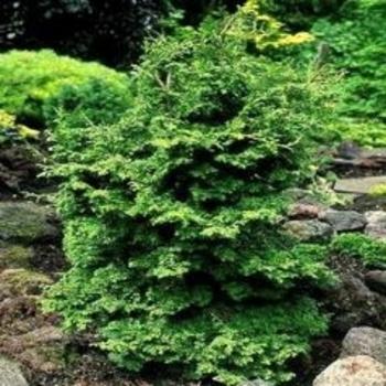 Chamaecyparis Obtusa 'magnifica' - View 32 from www redcrocus com