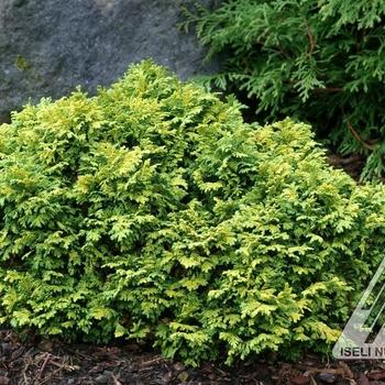 Chamaecyparis Obtusa 'magnifica' - View 33 from www redcrocus com