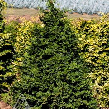Chamaecyparis Obtusa 'magnifica' - View 5 from www redcrocus com