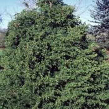 Chamaecyparis Obtusa 'magnifica' - View 6 from www redcrocus com