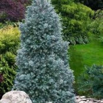 Chamaecyparis Obtusa 'magnifica' - View 9 from www redcrocus com