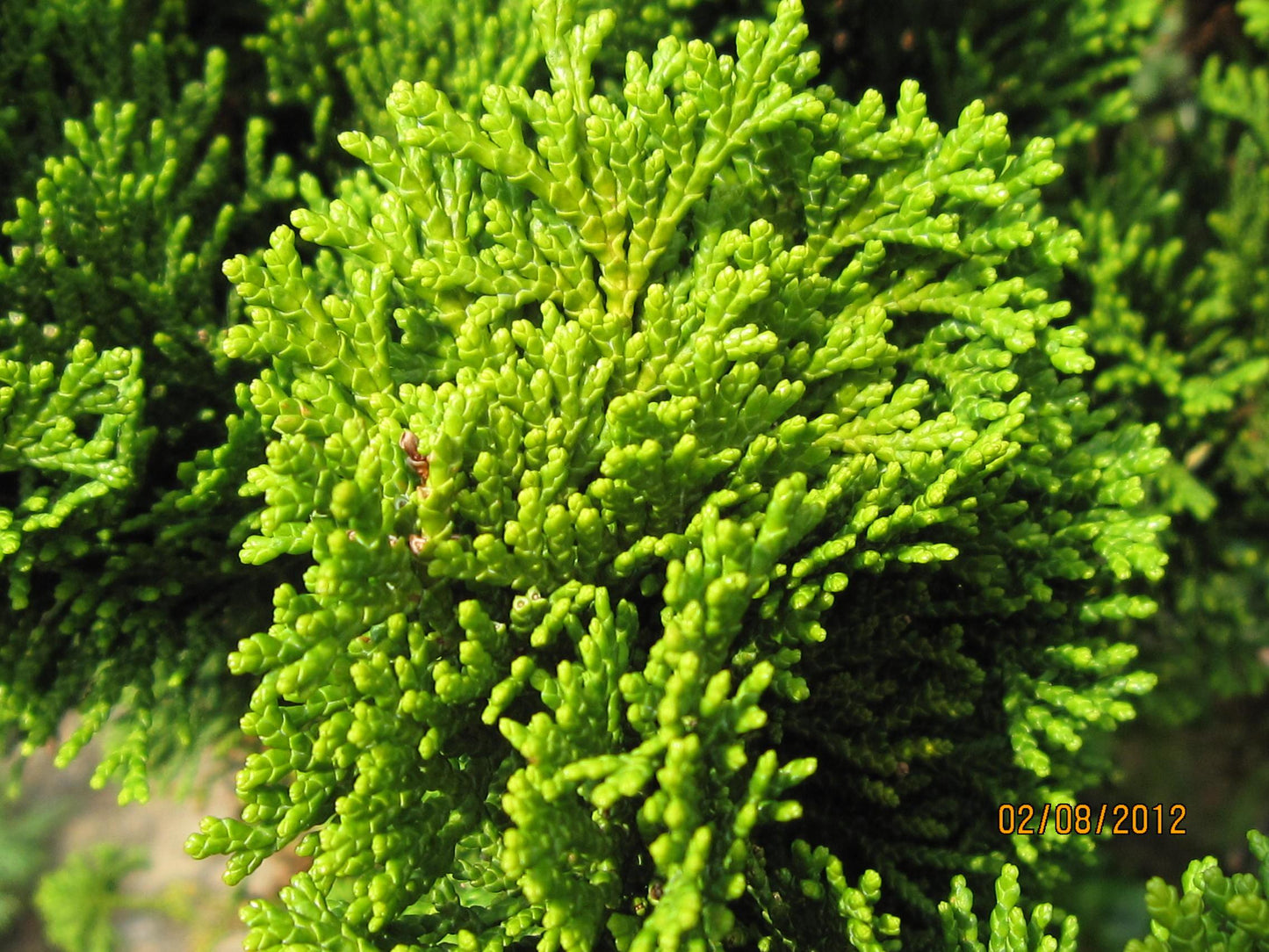 Chamaecyparis Obtusa Compacta - View 12 from www redcrocus com