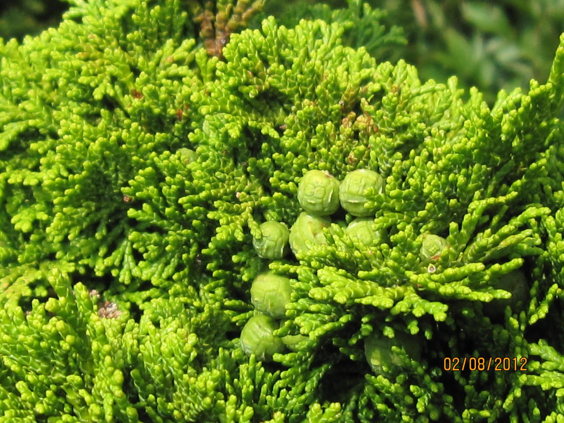 Chamaecyparis Obtusa Compacta - View 15 from www redcrocus com