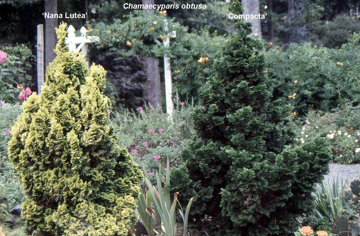 Chamaecyparis Obtusa Compacta - View 16 from www redcrocus com
