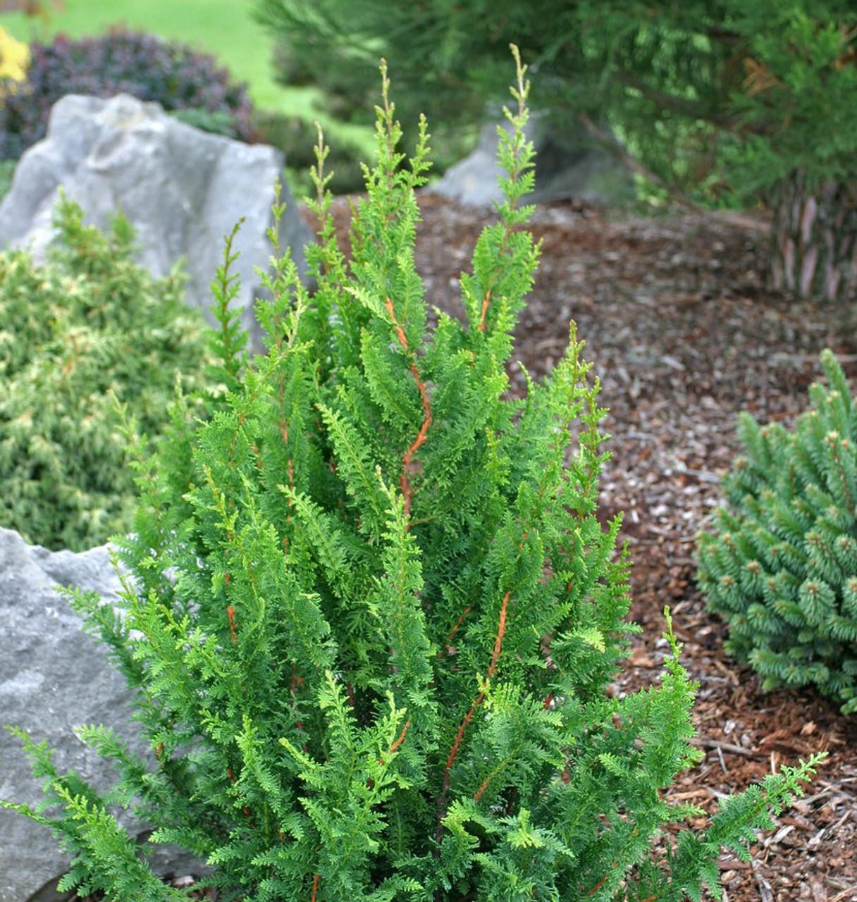 Chamaecyparis Obtusa Compacta - View 17 from www redcrocus com