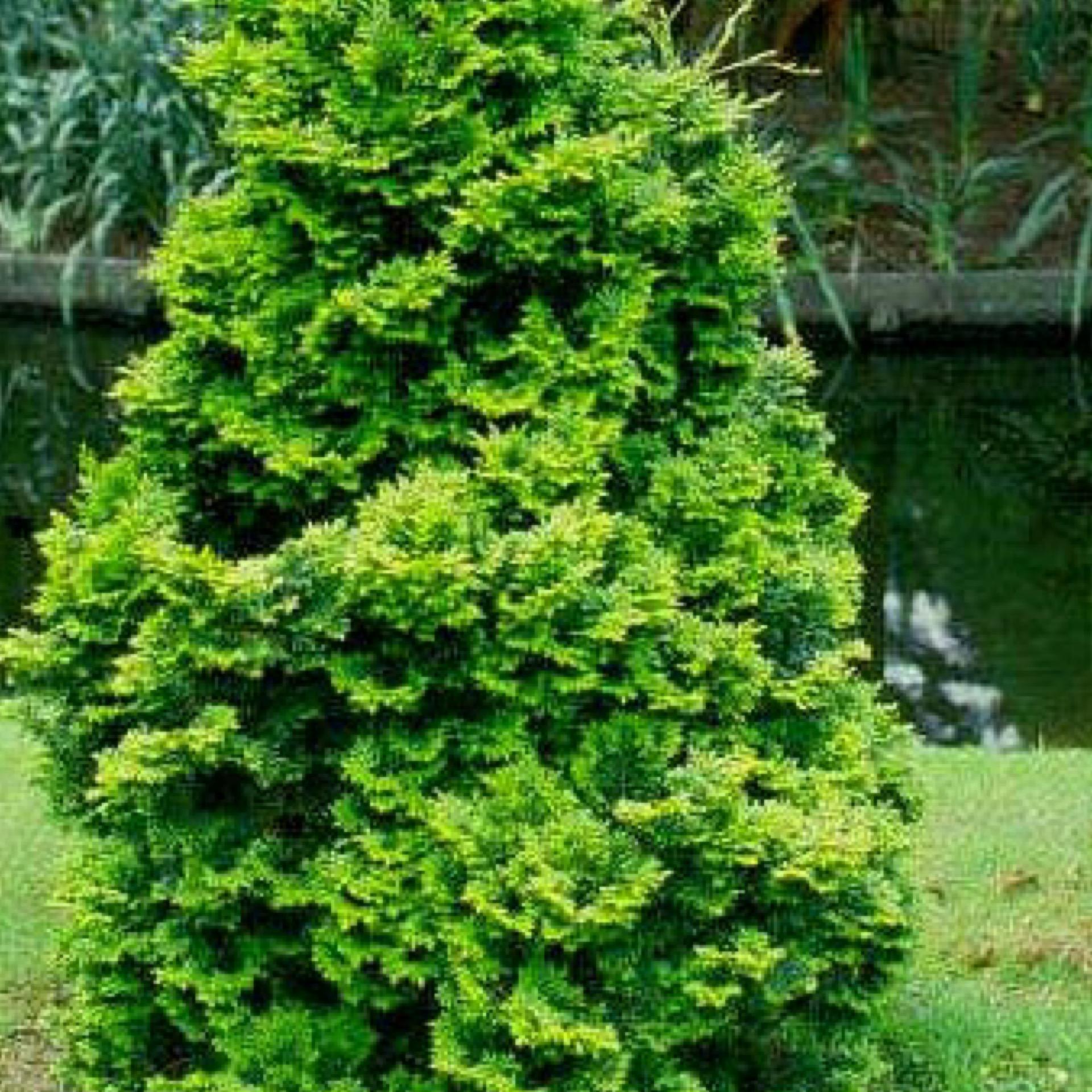 Chamaecyparis Obtusa Compacta - View 1 from www redcrocus com