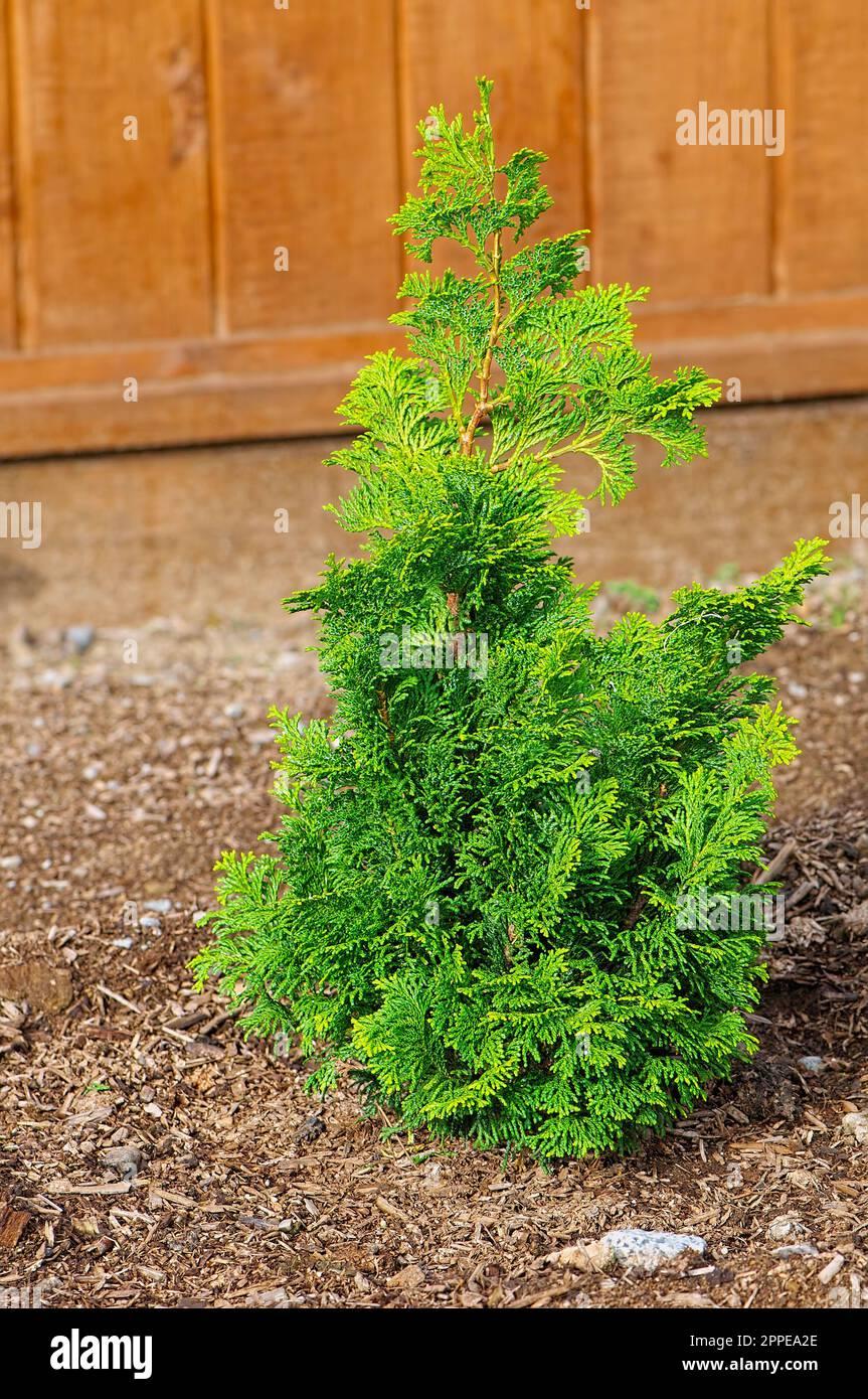Chamaecyparis Obtusa Compacta - View 7 from www redcrocus com