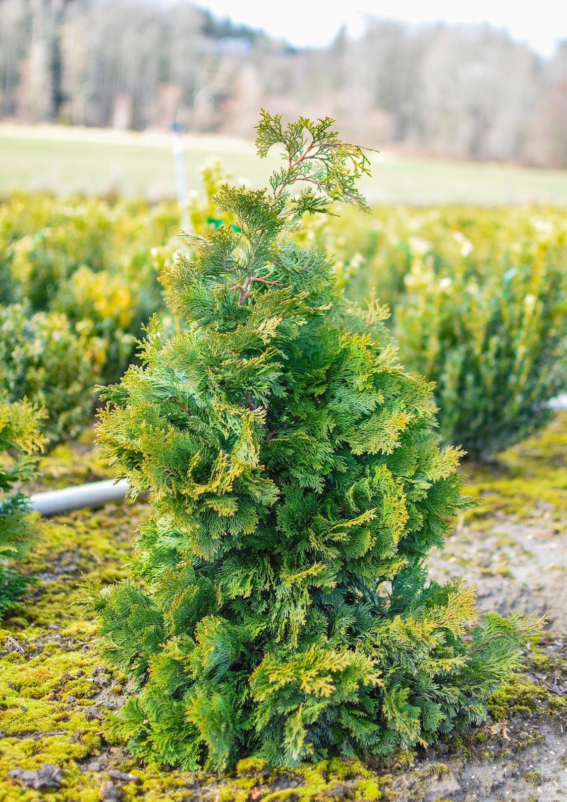 Chamaecyparis Obtusa Compacta - View 8 from www redcrocus com