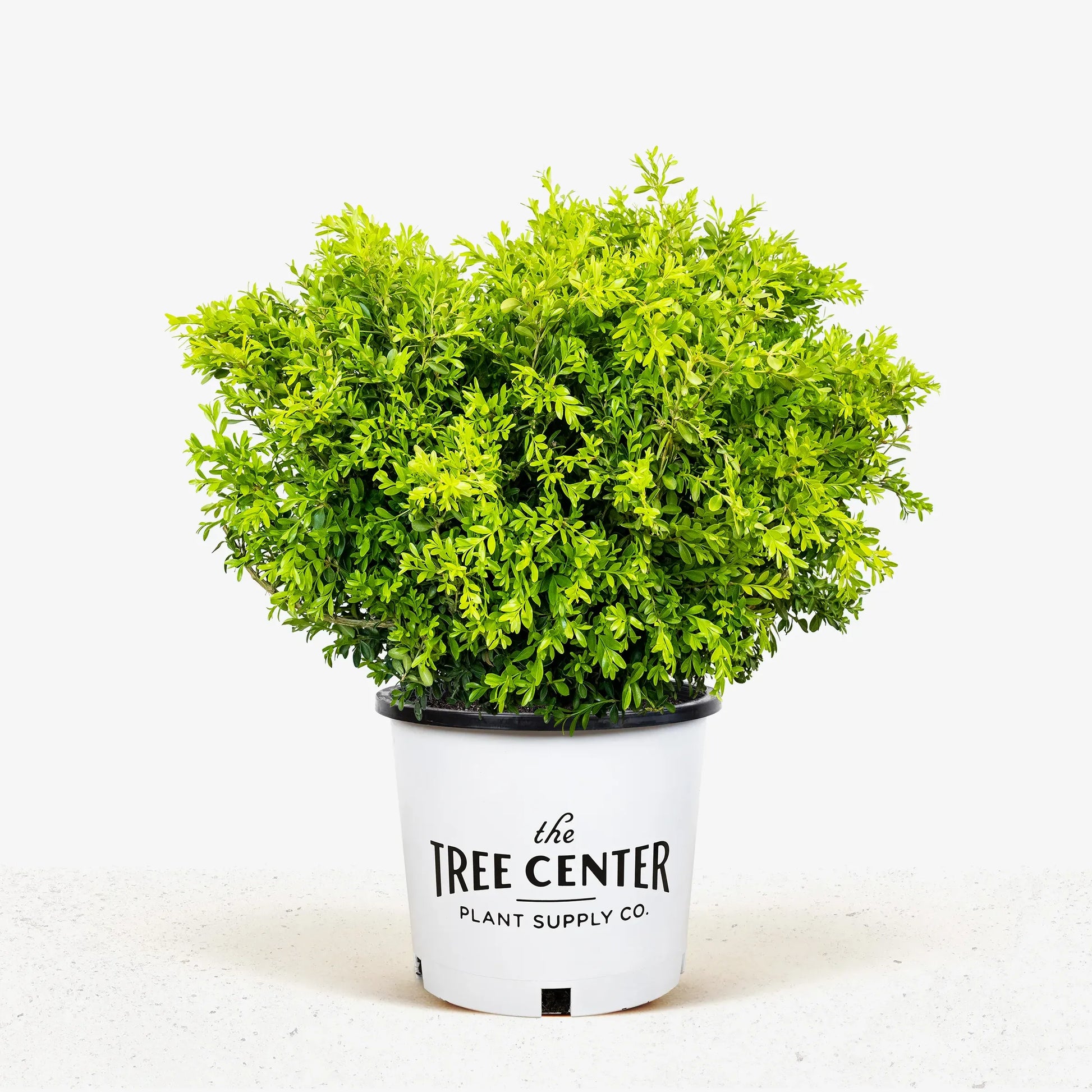 Buxus Microphylla 'franklin's Gem' - View 11 from www redcrocus com